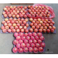 Rojo FUJI Apple 2016 Nuevo Cultivo